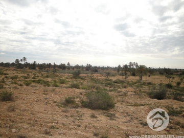 V 057 -                            Koupit
                           Terrain Djerba